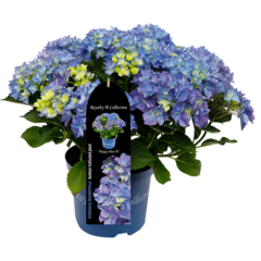 Гортензия крупнолистная (Macrophylla) Happy Blue 5 шт.