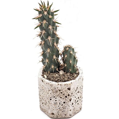 Кактус Опунция Фулгида