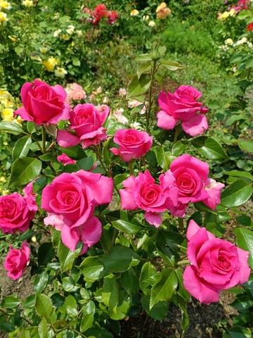 Режи Маркон(Regis Marcon)