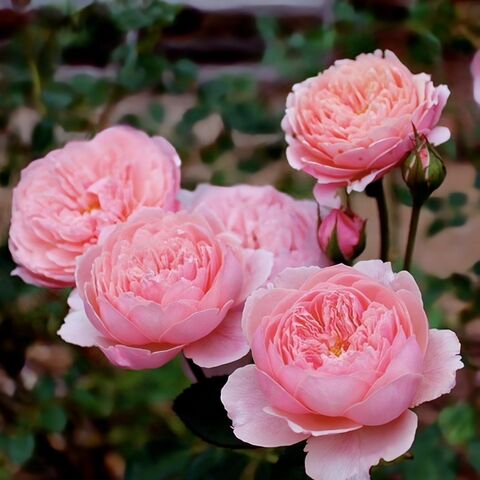 Зе Алнвик роз (The Alnwick Rose)