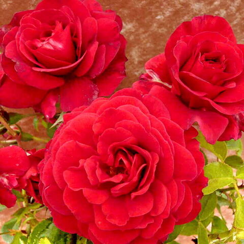 Леди Райдер оф Варшаф (Lady Ryder of Warsaw)