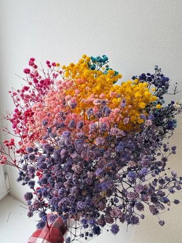 Гипсофила стаб. Микс