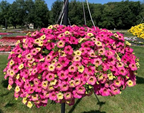 Калибрахоа Oмбрe пинк