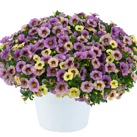 19138 Калибрахоа OMBRE PURPLE (ВЕСНА 2025)