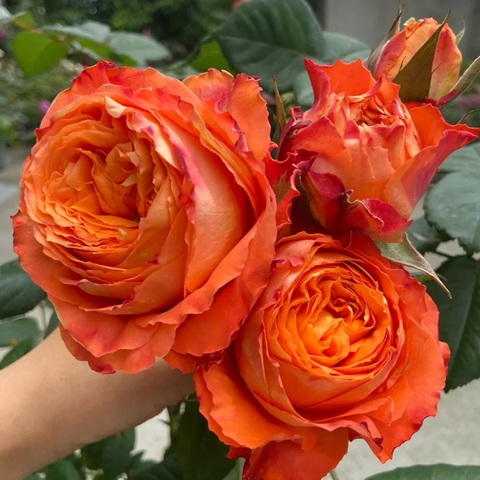 Оранж Романтика (Orange Romantica)