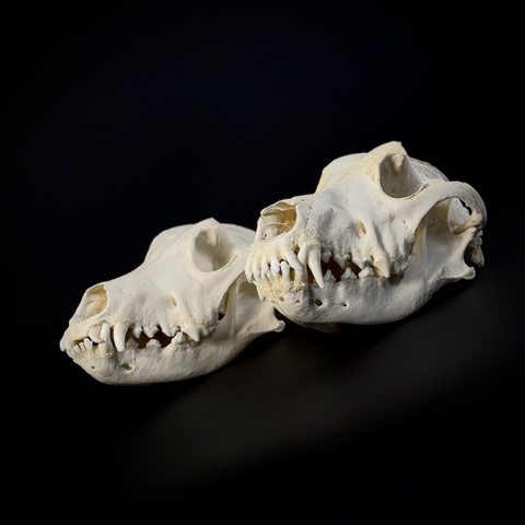 Черепа собак