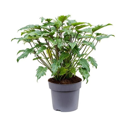 Филодендрон Ксанаду