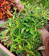 Fancy Feathers Pink колеус КСР