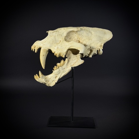 Homotherium на стойке