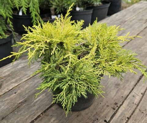 Можжевельник средний Голден Джой