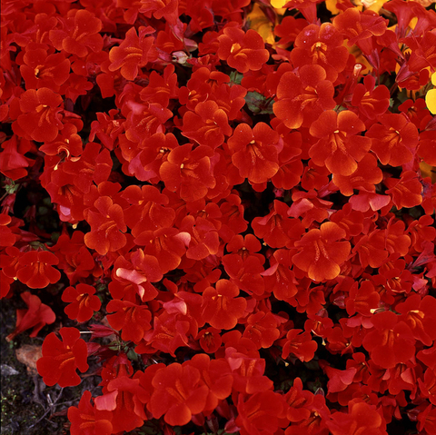 S5201 Мимулюс Magic Red Improved 10шт.