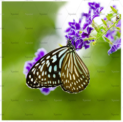 Микровелюр Xpoint / Икспоинт 0067.01 Цветок и бабочка