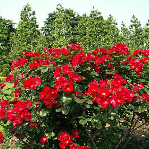 Робуста(Robusta)