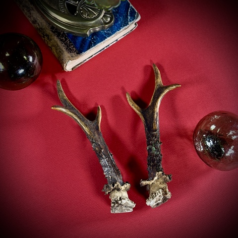 Рожки косули