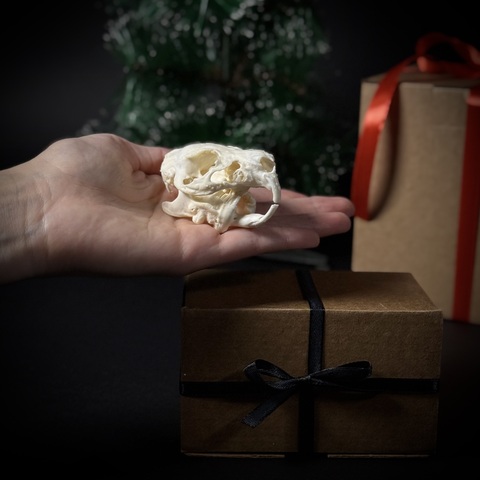 Череп морской свинки