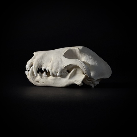 Череп собаки