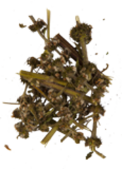 Пустырник (трава)