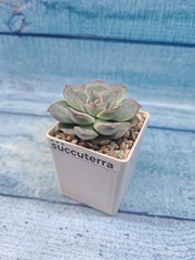 Echeveria Mystery (Эхеверия)