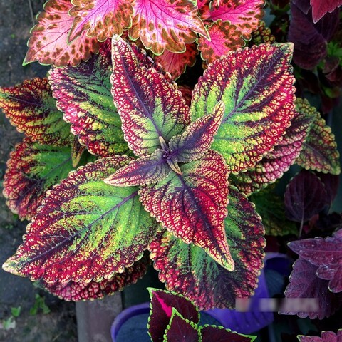 Исполин колеус