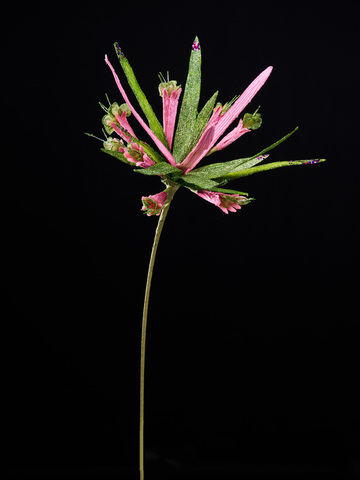 Веточка рябчика императорского 20х53см ChristmasDeLuxe розовый