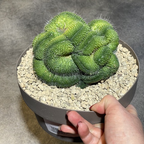 Маммиллярия Спинозиссима Ун Пико кристата (2) d20