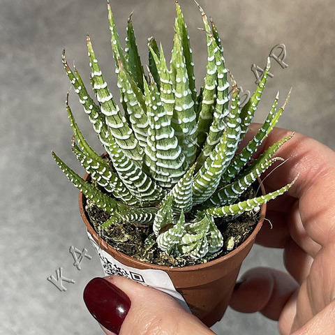 Хавортия Фасциата Вариегата d5