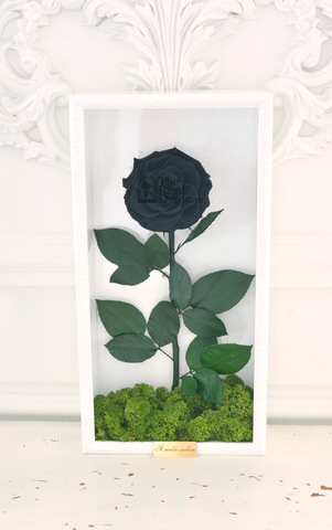 Стабилизированная роза кинг в картине черная
