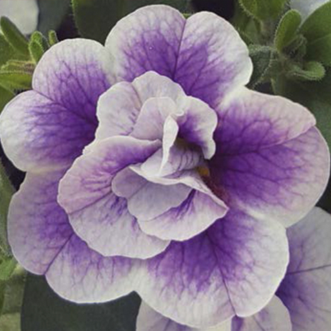 19169 КАЛИБРАХОА CALITA DOUBLE BLUE BICOLOR