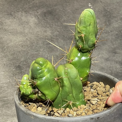 Трихоцереус Бриджерси в керамике базальт d15