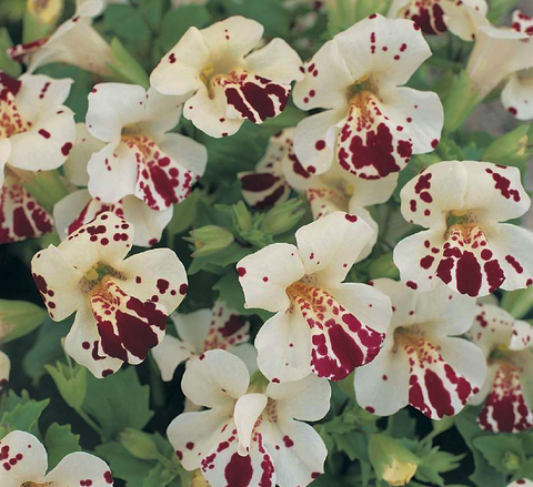 S5202 Мимулюс Magic White Blotch 10шт.