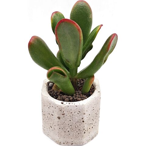 Крассула Портулаковая Ибрида