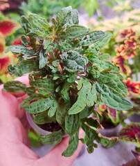 Green Flash Тай колеус КСР