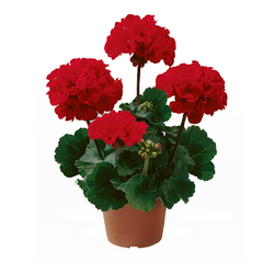 2807 Пеларгония зональная DARKLINE PAC SAMELIA (Весна 2026)