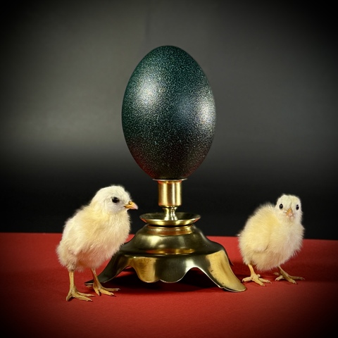 Яйцо страуса эму