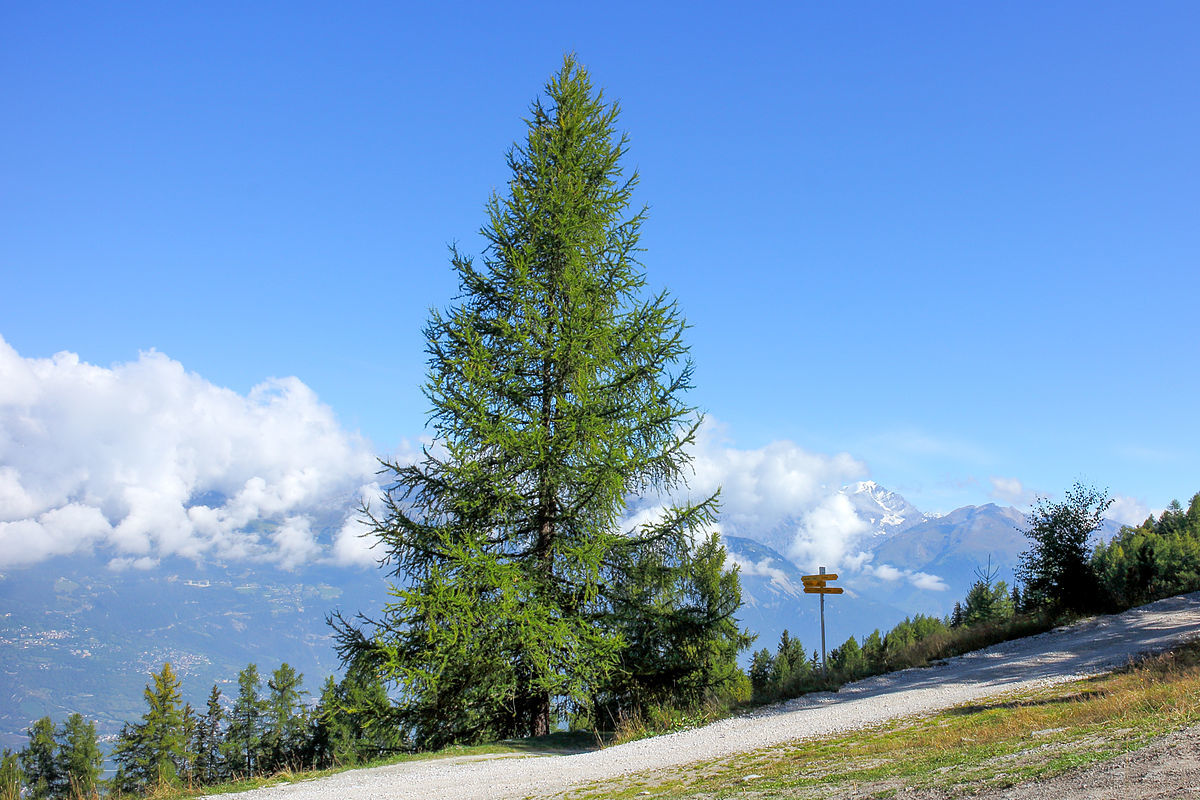 Лиственница Сибирская Larix sibirica