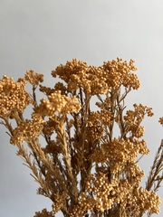 Озотамнус стабилизированный терракотовый