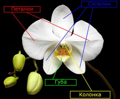 Набор силиконовых вайнеров 