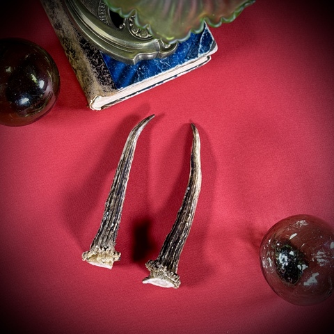 Рожки косули