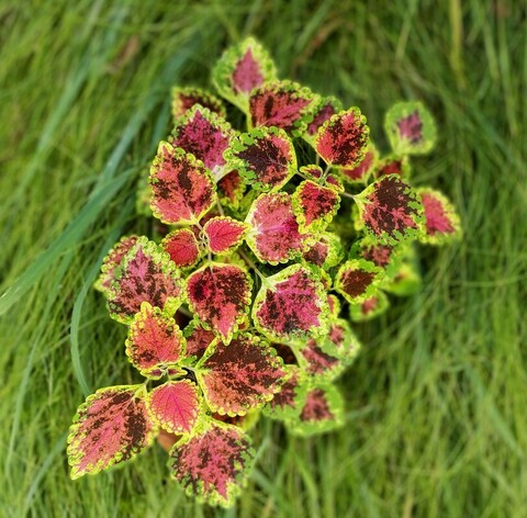 Радуга Вьетнама ампельный колеус