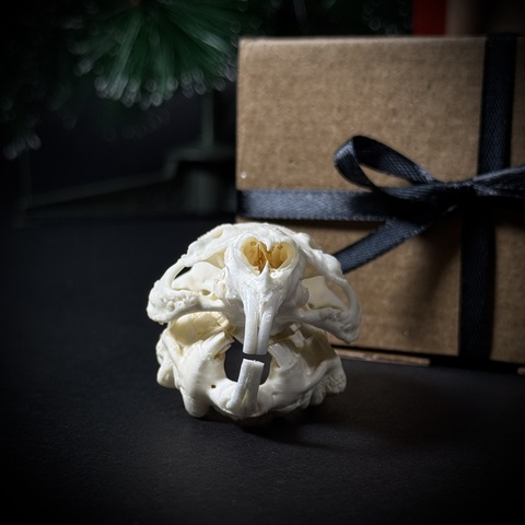 Череп морской свинки