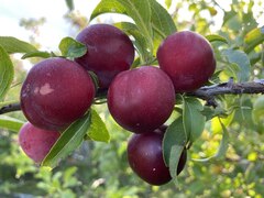 Слива Камчадалка(усл) (размер саженца 0,5-0,7 м.)