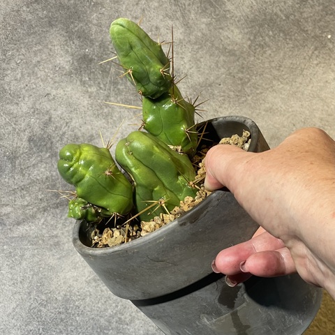 Трихоцереус Бриджерси в керамике базальт d15