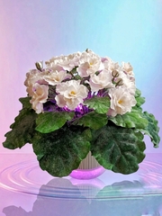 Молд пластиковый+вайнер силиконовый 