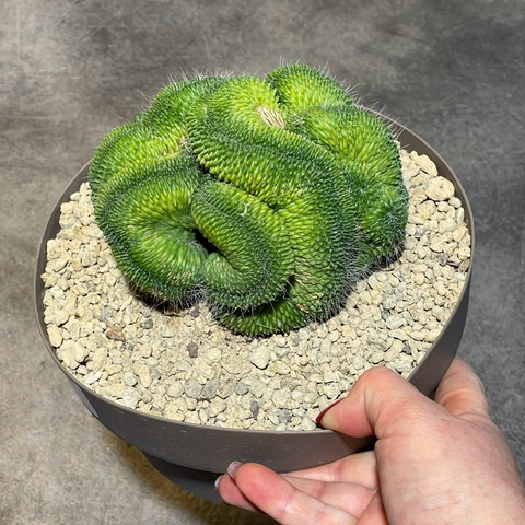 Маммиллярия Спинозиссима Ун Пико кристата (2) d20