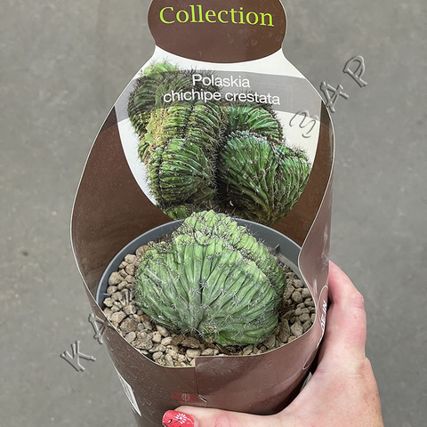 Полаския Чичипе Кристата d14