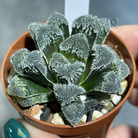 Хавортия Юки Усаги d5