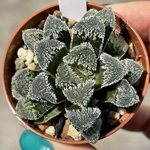 Хавортия Юки Усаги d5