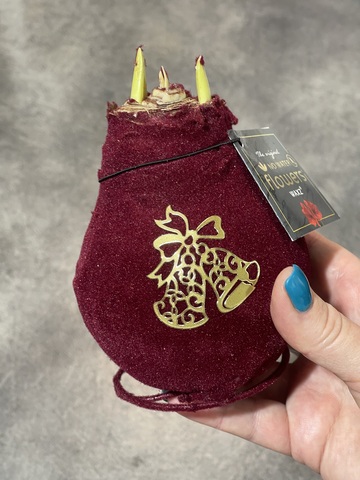 Гиппеаструм в вельвете бордовый с декором