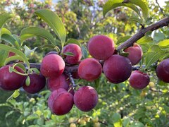 Слива Камчадалка(усл) (размер саженца 0,5-0,7 м.)