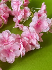 Сакура, лиана декоративная, свисающая зелень, ампельное растение, цвет Розовый, 180 см, набор 1 шт.